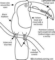 Description of the Toucan's anatomy | Toucan art, Keel billed toucan, Toucans