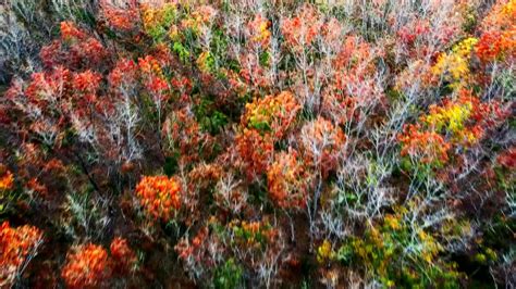 aerial view autumn Trees that change colors to shed their leaves in summer. High up photos of ...