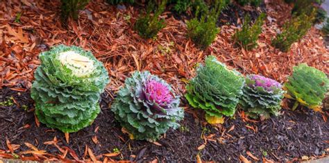 Flowering or Ornamental Cabbage Stock Photo - Image of cabbages, natural: 106308254