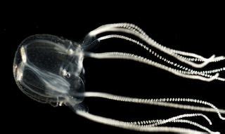 Brainless Jellyfish Navigates with Specialized Eyes | Live Science