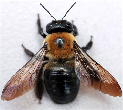 Carpenter Bees - Bing images