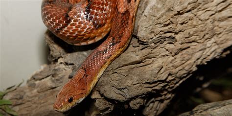 Corn snake | Smithsonian's National Zoo and Conservation Biology Institute