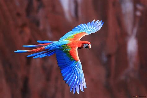 Red and Blue Macaw 4K wallpaper download