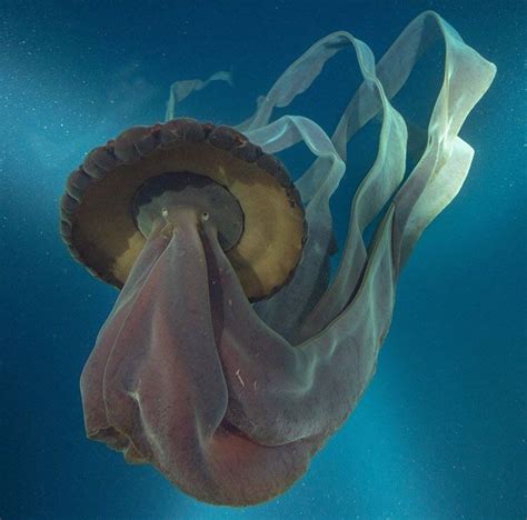 Stygiomedusa, giant deep sea jellyfish, largest jellyfish