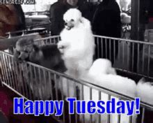 Funny Tuesday GIFs | Tenor