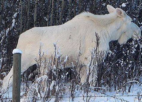 .: White Wonder of Albino Animals