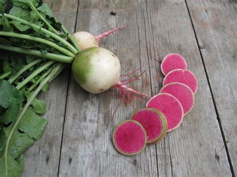 20 Types of Radishes For Containers | Best Radish Varieties