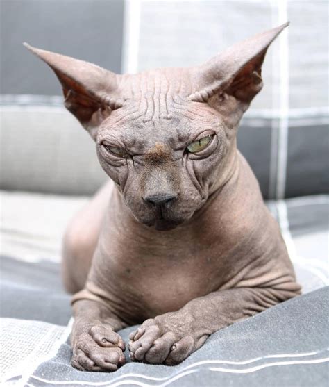 5 Facts about the hairless Sphynx cats - Life with Catman