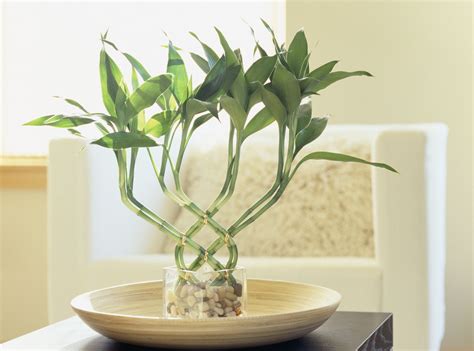 How to Use Lucky Bamboo for Good Feng Shui