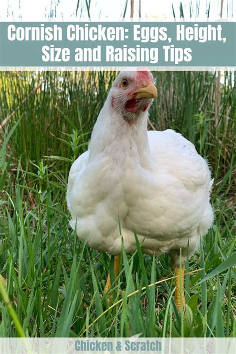 Cornish Chicken: Eggs, Height, Size and Raising Tips