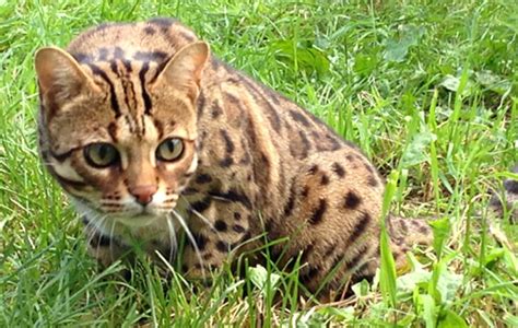 The Munchkin Cat Bengal Mix (The Genetta) - Munchkin Cat Guide