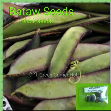 Bataw Seeds (Hyacinth Black Seeds) | Lazada PH