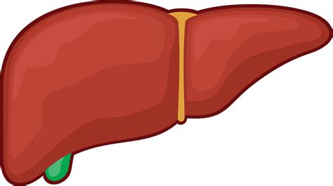 órgano del hígado humano 3190253 Vector en Vecteezy