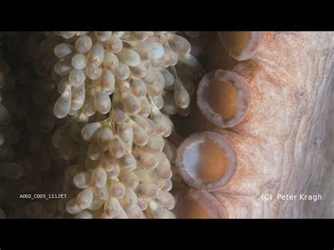 Giant Pacific Octopus eggs hatching, baby octopus - YouTube