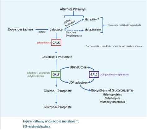 Pathway of galactose metabolism | Chart, Line chart, Diagram