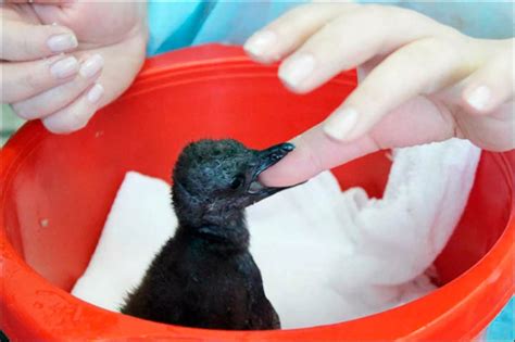 Wiinterrr's Day: Watch the moment terrified baby #penguin learns to swim for very first time