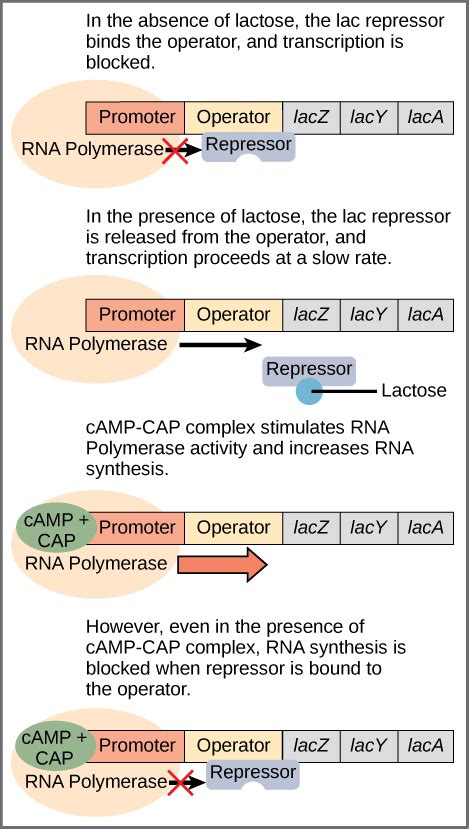 16.5: Prokaryotic Gene Regulation - The lac Operon- An Inducer Operon - Biology LibreTexts