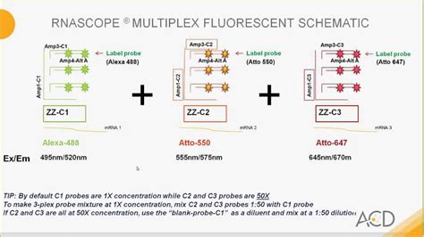 RNAscope Multiplex Fluorescent V2 Assay In Situ, 41% OFF