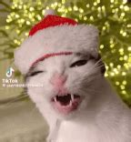 Crunchy Crunchy Cat GIF - Crunchy Crunchy cat Luna - Discover & Share GIFs