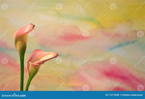 Watercolor with Calla Lilies 2 Stock Photo - Image of flowers, colorful: 11274598