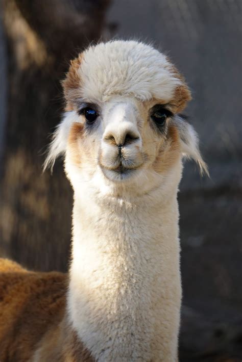 Alpaca vs Llama: What's the difference?!