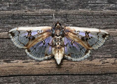 Ohio Birds and Biodiversity: Two cool and unusual moths