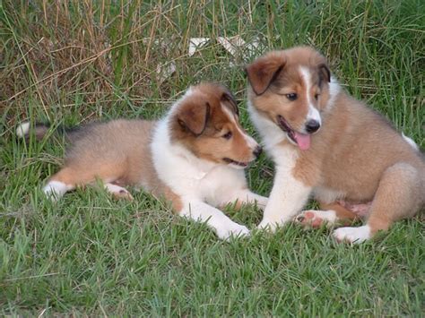 Scotch Collie (Scottish Collie) Info, Temperament, Puppies, Pictures