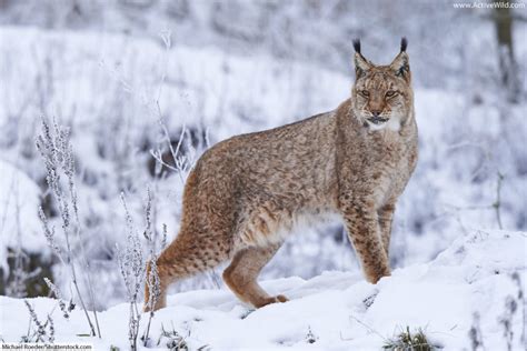 Eurasian Lynx Facts, Pictures, Video & In-Depth Information