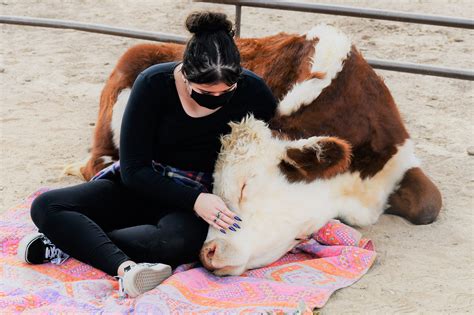 Hug A Cow At Aimee's Farm Animal Sanctuary In Arizona