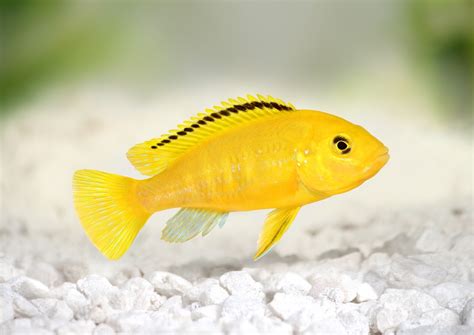 Electric Yellow Cichlid Care | Labidochromis caeruleus - Maryland Aquarium Design, Installation ...