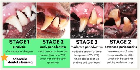 Gingivitis in Dogs-Puainta®