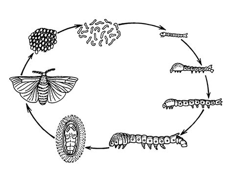 The Life Cycle Of A Moth