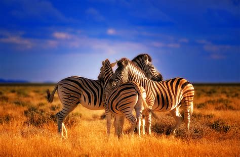 122 Zebra HD Wallpapers | Backgrounds - Wallpaper Abyss - Page 3