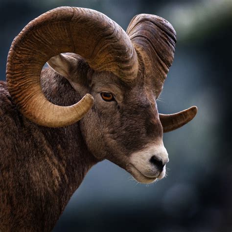 File:Big Horn Sheep, Montana, USA.jpg - Wikimedia Commons