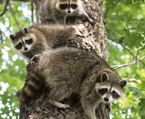 North American raccoon | San Diego Zoo Wildlife Explorers