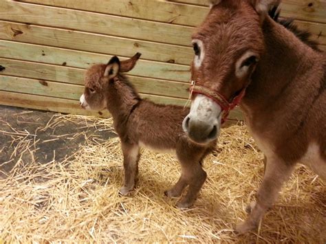 Brayfields Foal | Eşek, Hayvan, Hayvanlar