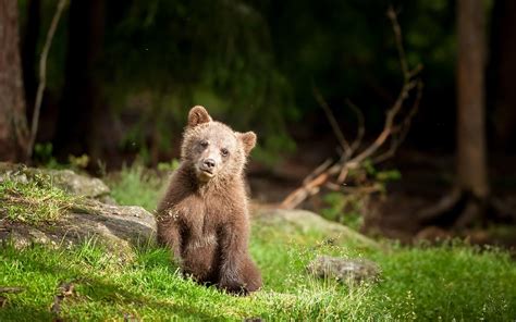 Bear Cub Wallpapers - Wallpaper Cave