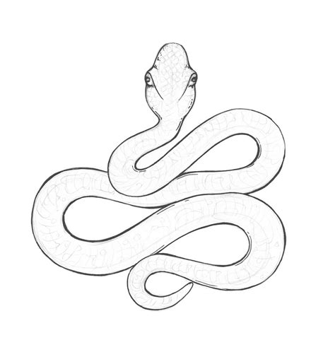 Snake Picture Drawing at GetDrawings | Free download