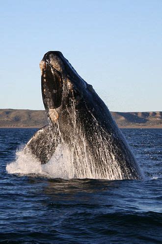 Whale - Wikipedia