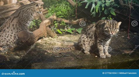 Fisher cats stock photo. Image of fisher, cutecat, predator - 277561034