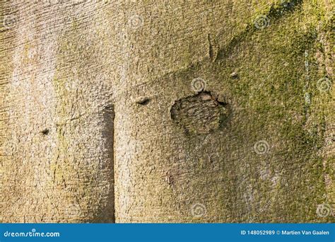 Beech Tree Bark in Closeup. Stock Image - Image of circle, pattern: 148052989