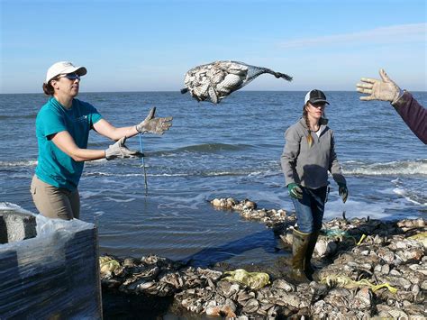 Oyster Farming And Aquaculture | MAGODA