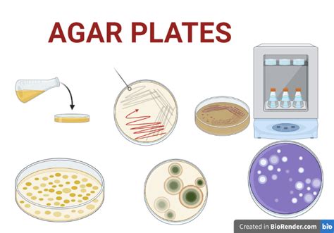 Agar Plates- Definition, Composition, Types, Procedure - Sciencevivid