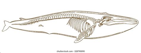 Blue Whale Skeleton Diagram