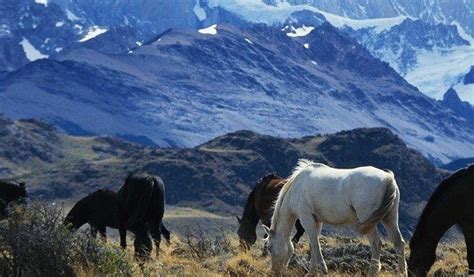 Turismo En La Pampa, Destinos Argentinos, Turismo | Pampa argentina, Argentina, Argentina paisajes