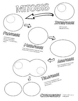 Mitosis Coloring Worksheet