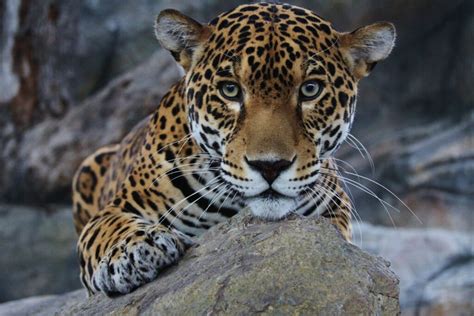 Our Favorite Jaguar Animal Facts To Celebrate December's Featured Animal of the Month!