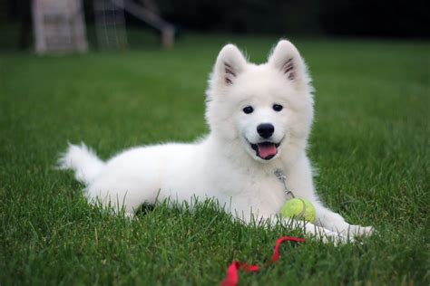 The Samoyed Puppy: Everything You Need to Know about the Ultimate Snow ...