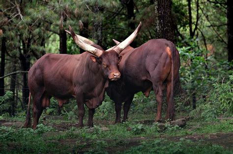 5 Fun Facts Watusi: A Breed of Cattle Like No Other! - Mara River Safari Lodge