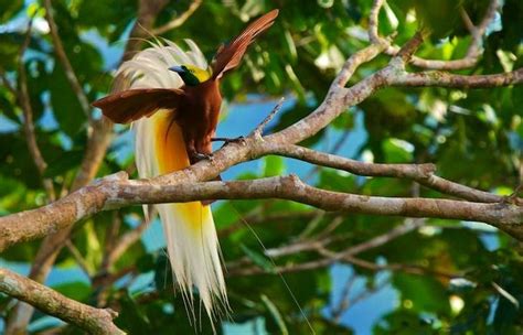 10 Jenis Burung Cenderawasih Tercantik Yang Ada Di Indonesia – Star ...